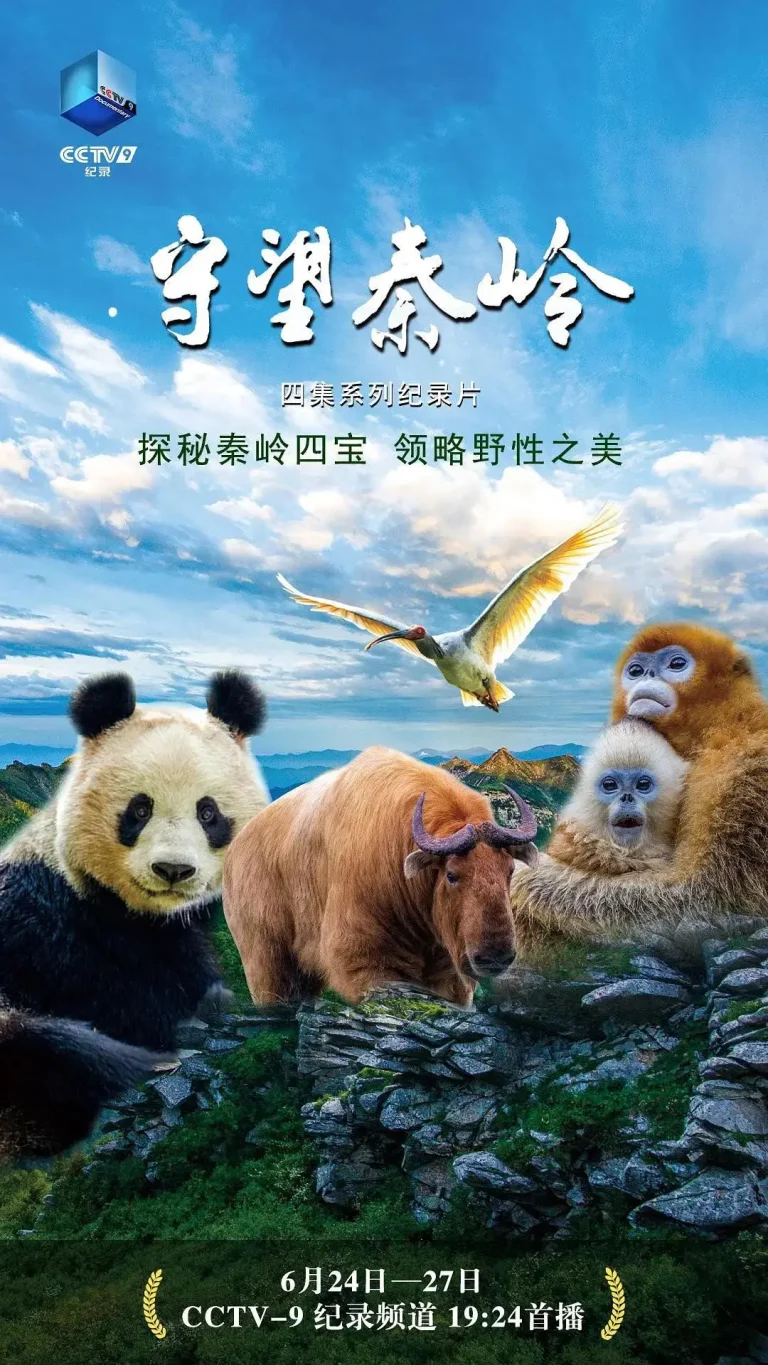 《守望秦岭》全集高清完整版在线观看与剧情解析